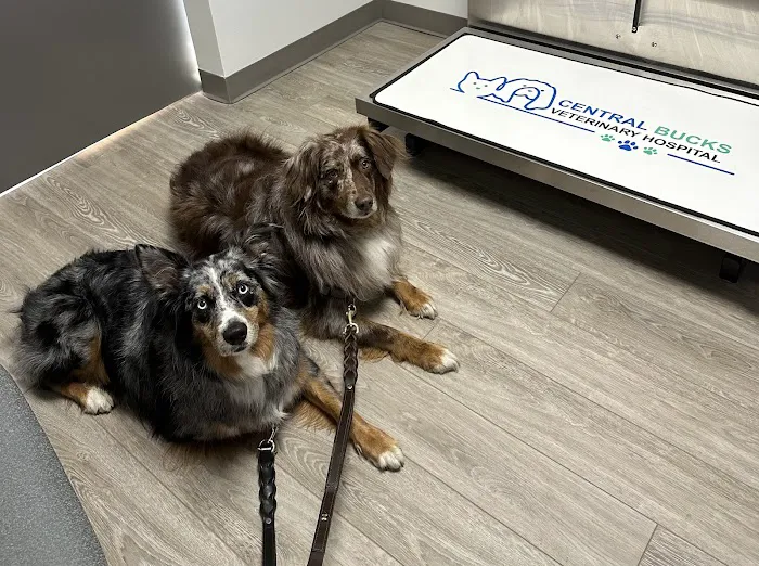 Central Bucks Veterinary Hospital Picture 5