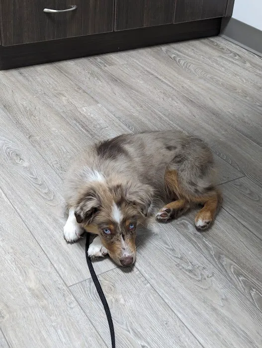 Central Bucks Veterinary Hospital Picture 7