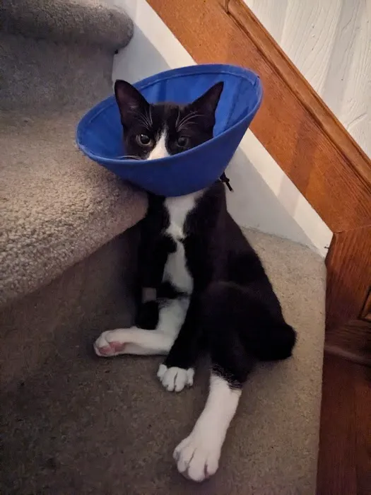 Central Bucks Veterinary Hospital Picture 8