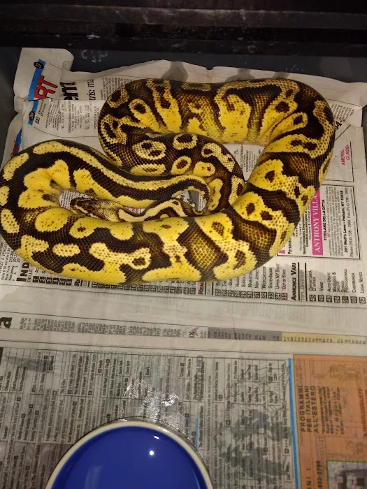 Repxotica, Inc Picture 2