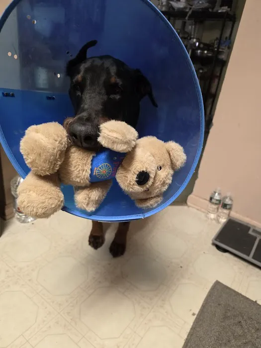 Circle of Life Veterinary Clinic Picture 10