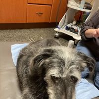 All Good Pets Inc ico