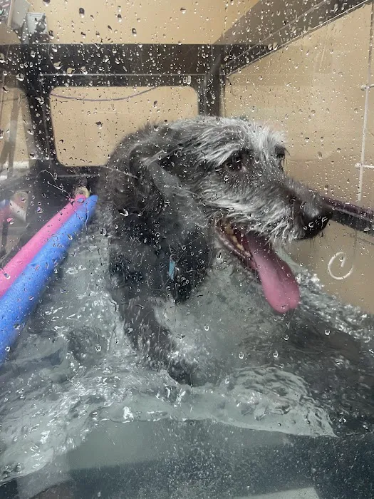 All Good Pets Inc Picture 6