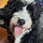 New Britain Veterinary Clinic