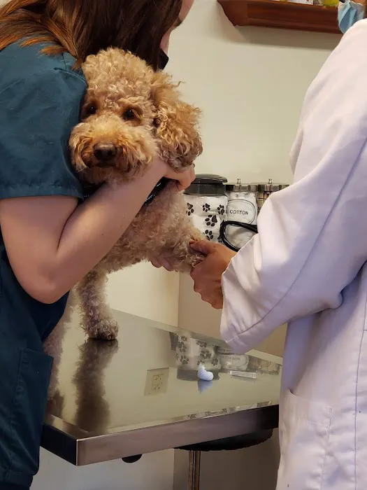 New Britain Veterinary Clinic Picture 9