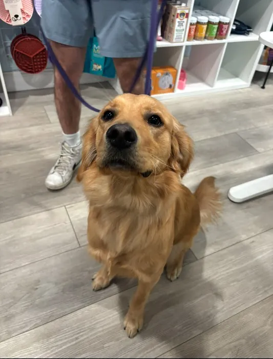 Spoiled Bitch Dog Boutique Picture 6