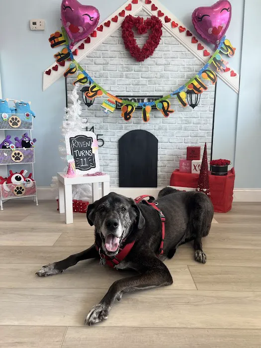 Spoiled Bitch Dog Boutique Picture 4