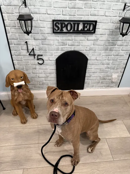 Spoiled Bitch Dog Boutique Picture 7