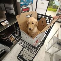 Petco ico