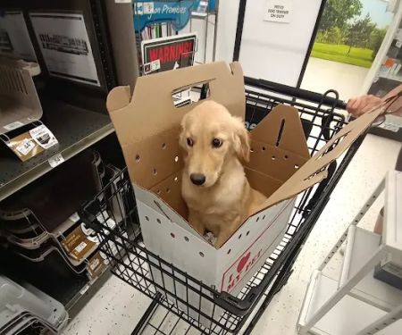 Petco