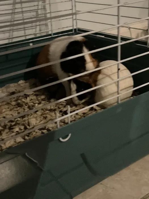 Petco Picture 8