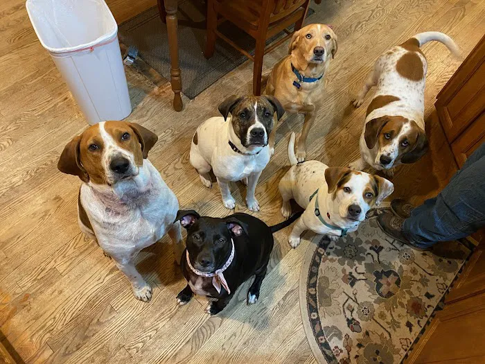 Buckingham Animal Hospital Picture 4