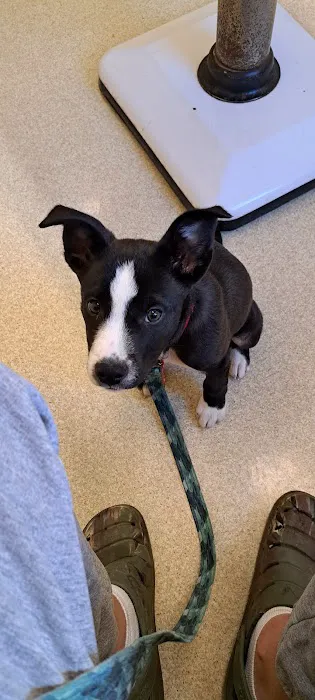 Buckingham Animal Hospital Picture 5