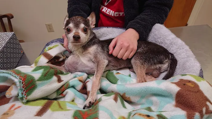 Buckingham Animal Hospital Picture 8