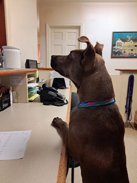 Buckingham Animal Hospital: Kube Thomas S DVM Picture 1