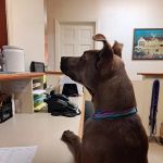 Buckingham Animal Hospital: Kube Thomas S DVM