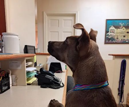 Buckingham Animal Hospital: Kube Thomas S DVM