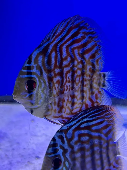 The Hidden Reef, Inc Picture 8