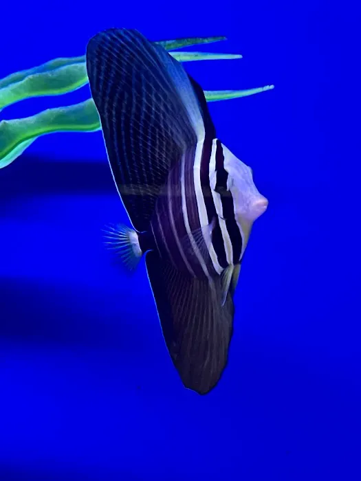 The Hidden Reef, Inc Picture 7
