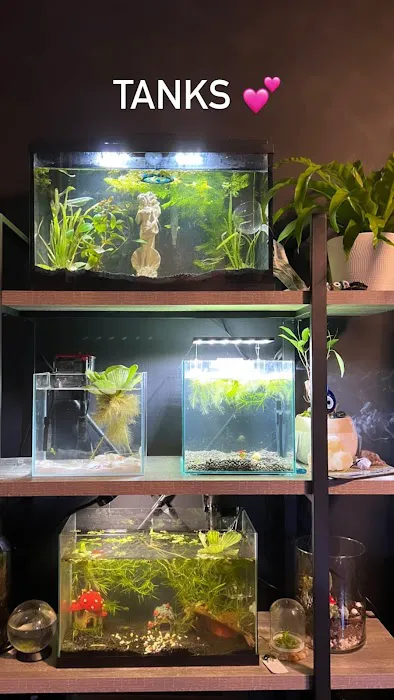 Fish Factory Picture 4