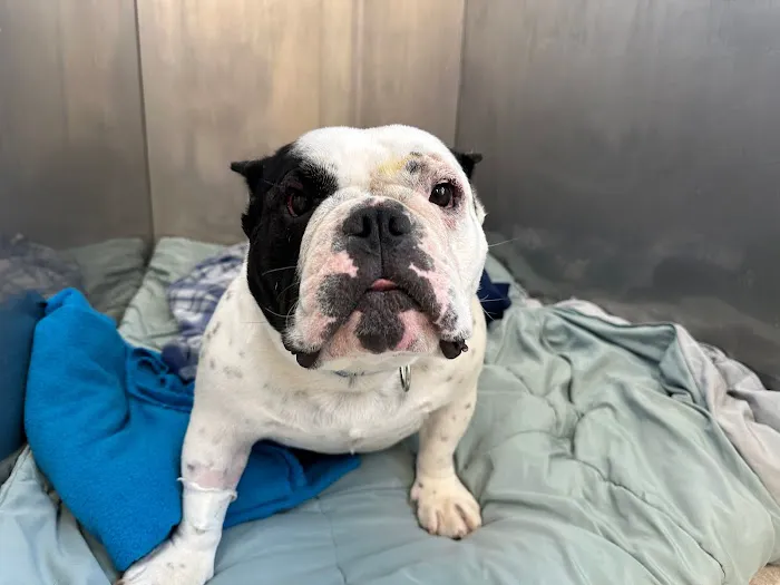 Valley Veterinary Center of Holicong Picture 5