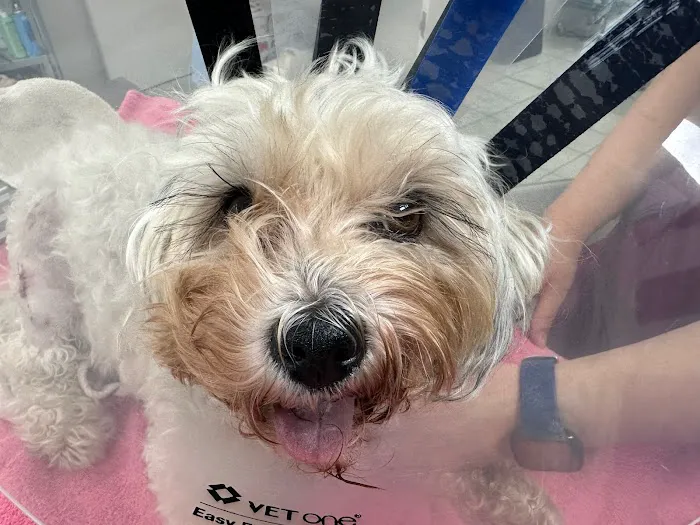 Valley Veterinary Center of Holicong Picture 4
