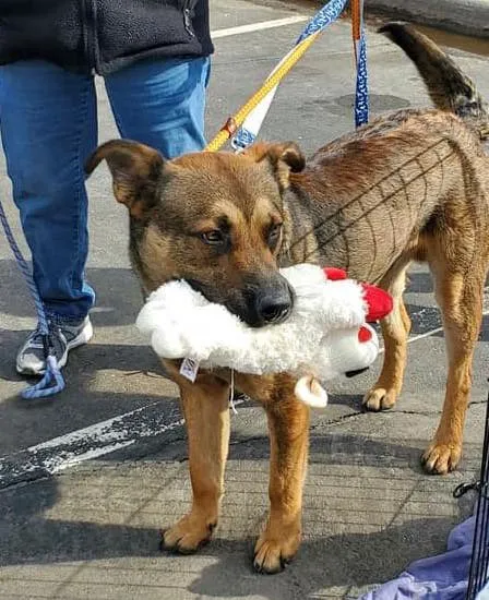 Glad Dogs Nation / Glad Dogs Foundation Picture 6