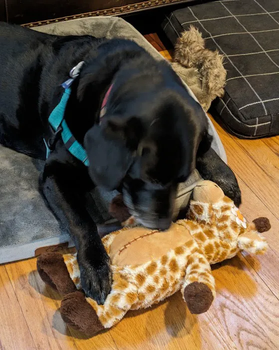 Glad Dogs Nation / Glad Dogs Foundation Picture 5