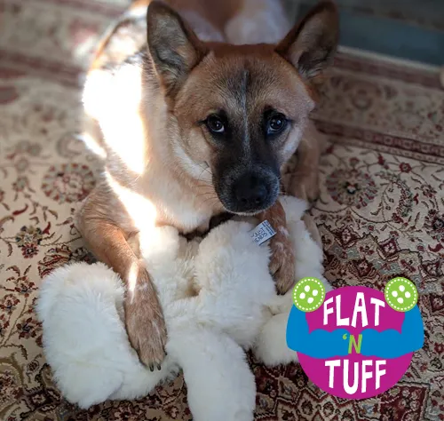 Glad Dogs Nation / Glad Dogs Foundation Picture 4