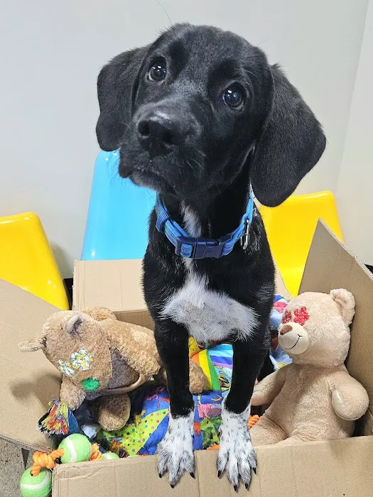 Glad Dogs Nation / Glad Dogs Foundation Picture 8