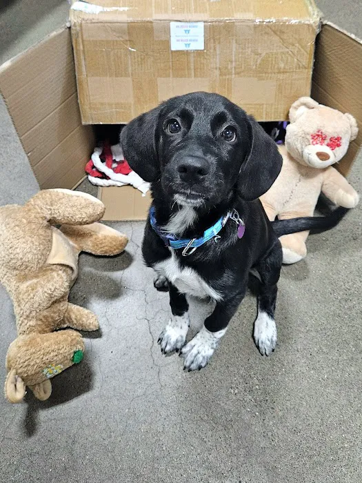 Glad Dogs Nation / Glad Dogs Foundation Picture 10