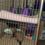 Precious Pets III