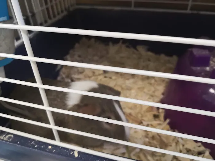 Precious Pets III Picture 6