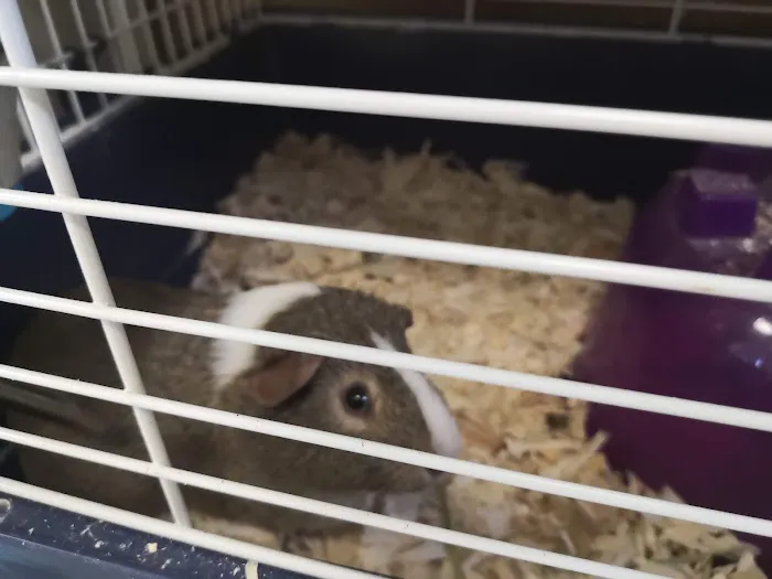 Precious Pets III Picture 9