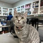 MainStreetVet.net