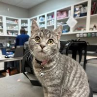 MainStreetVet.net ico