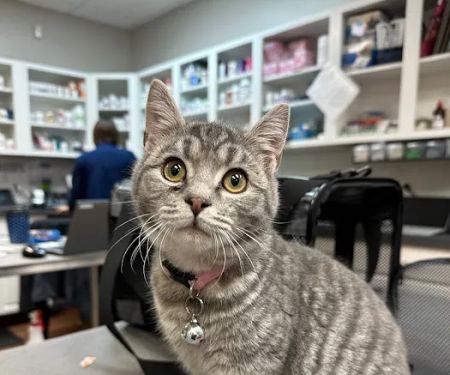 MainStreetVet.net