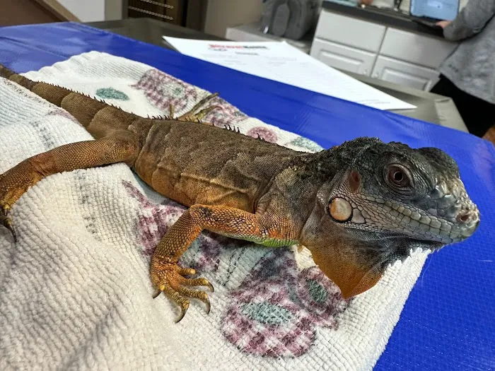 MainStreetVet.net Picture 6