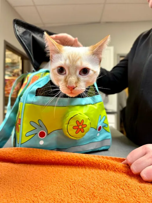 MainStreetVet.net Picture 9