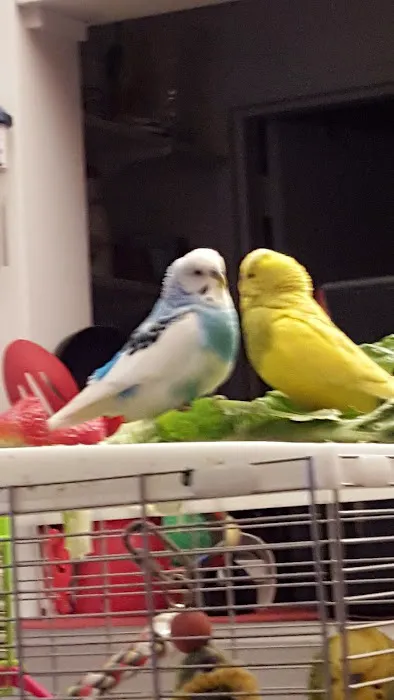 My Safe Bird Store Picture 4