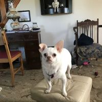 Harleysville Veterinary Hospital ico