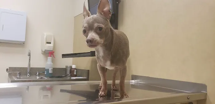 Harleysville Veterinary Hospital Picture 7