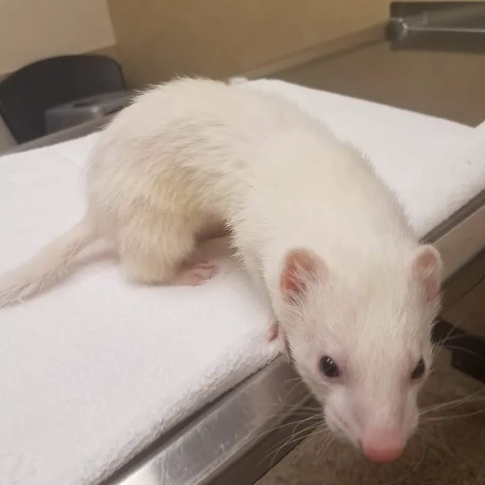 Harleysville Veterinary Hospital Picture 9