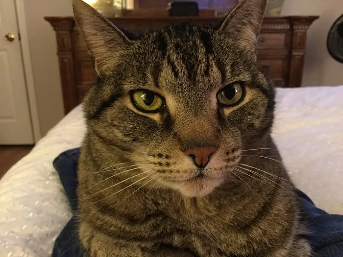 Harleysville Veterinary Hospital Picture 8