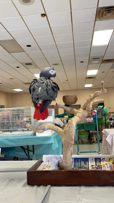 freedom feathers Picture 2