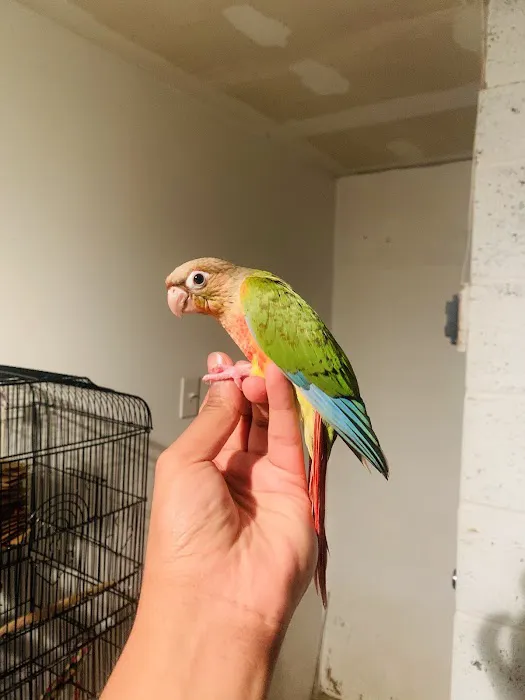 freedom feathers Picture 1