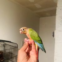 freedom feathers ico
