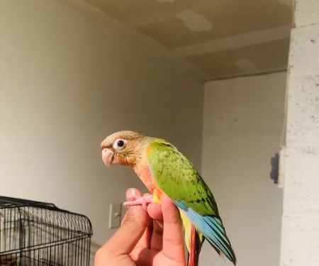 freedom feathers