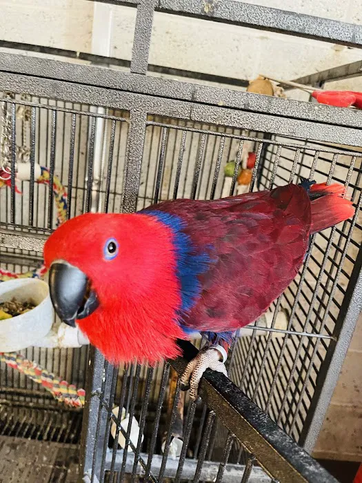 freedom feathers Picture 4