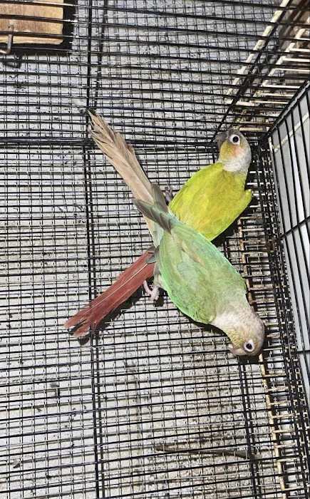 freedom feathers Picture 8